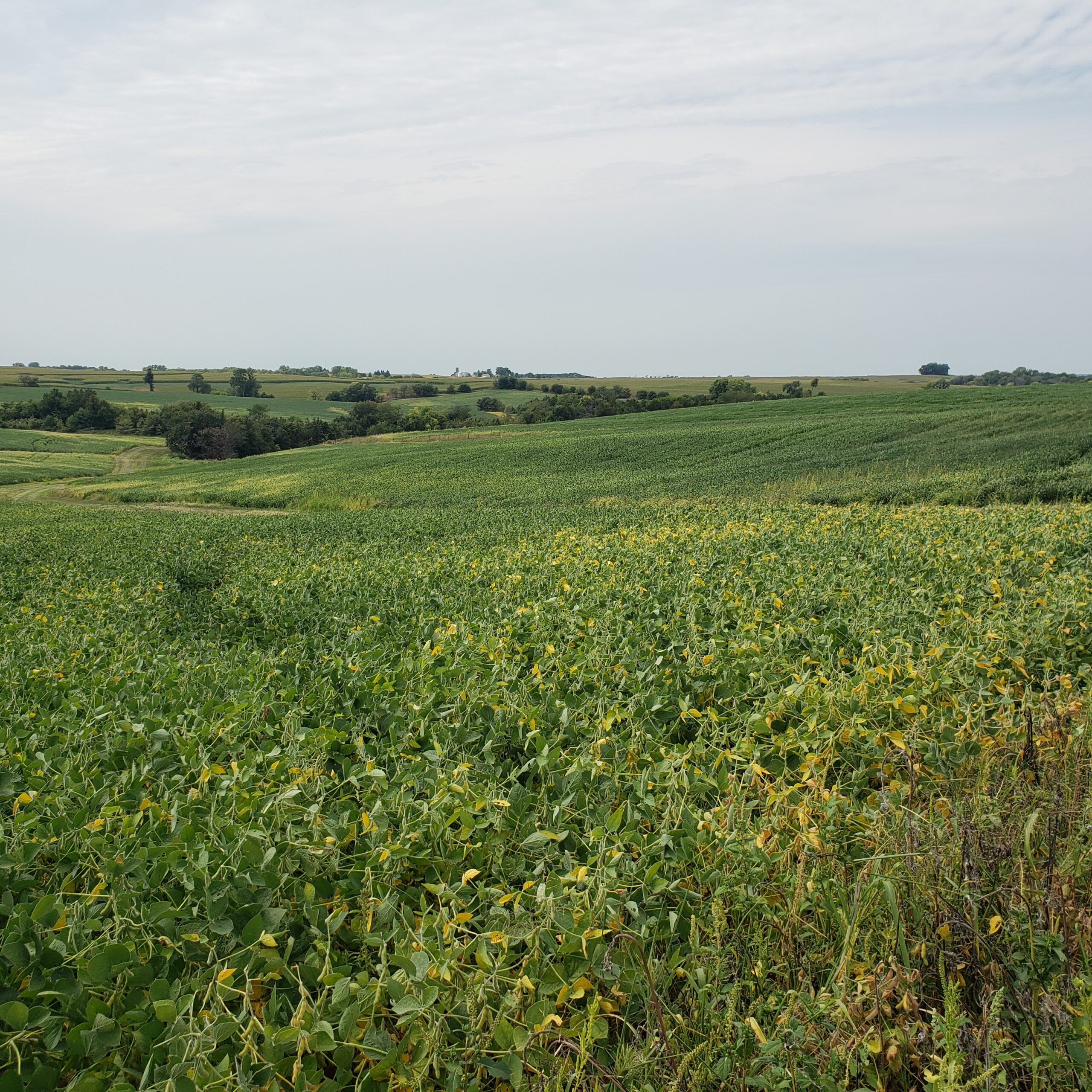 Sold: $1,040,000 / $9,203. per Acre
