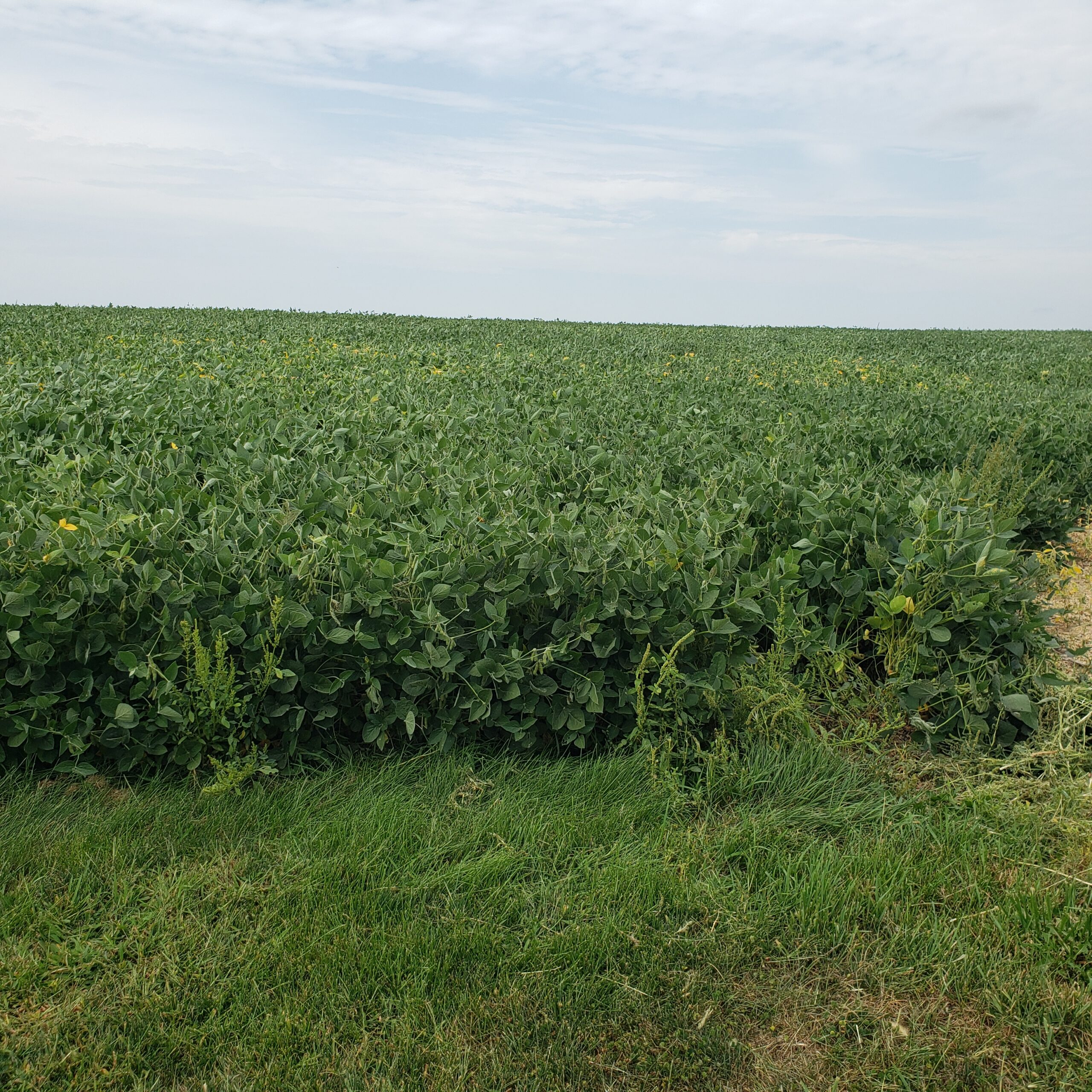 Sold: $1,040,000 / $9,203. per Acre